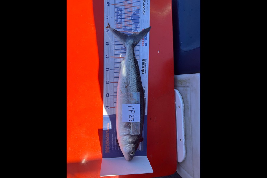 Nadine Smith caught this 49.0cm Kahawai at Auckland during The Export NZ Fishing Competition