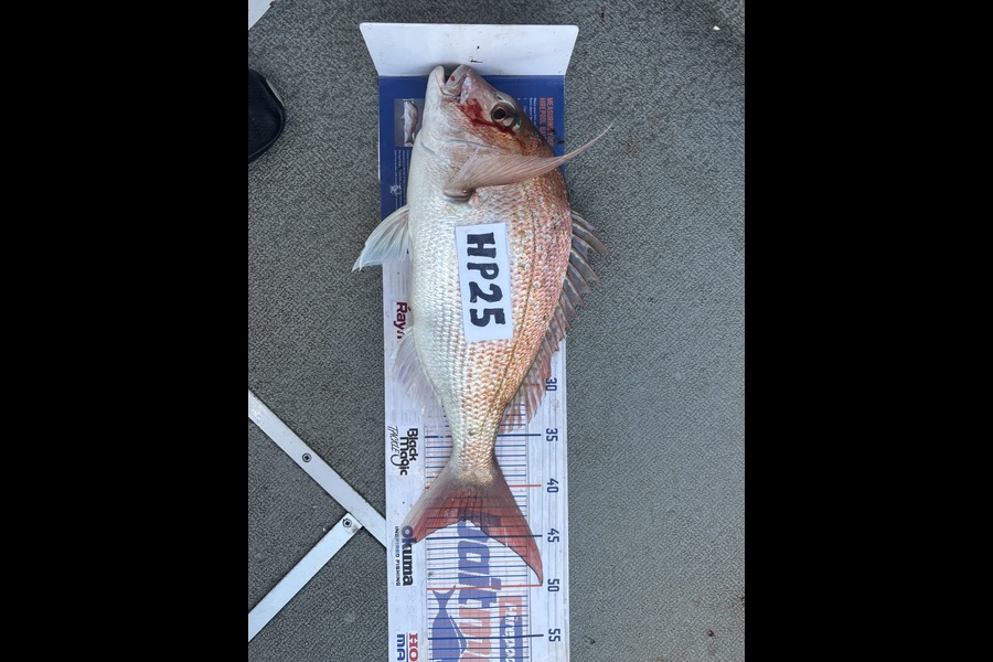 Kevin Bentley caught this 43.0cm Snapper at Waikato during The Export NZ Fishing Competition