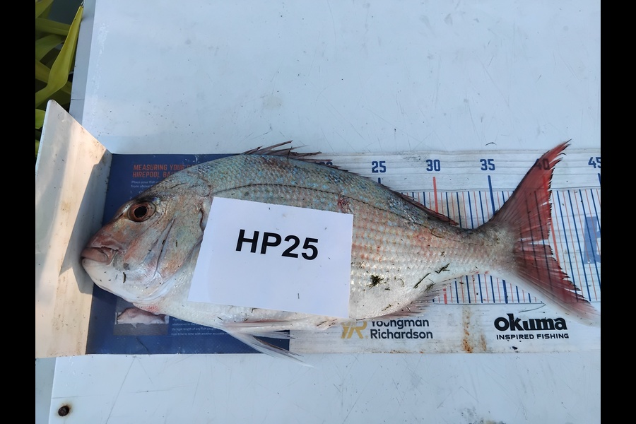 Mathew Ferris caught this 39.5cm Snapper at Nelson/Marlborough during The Export NZ Fishing Competition