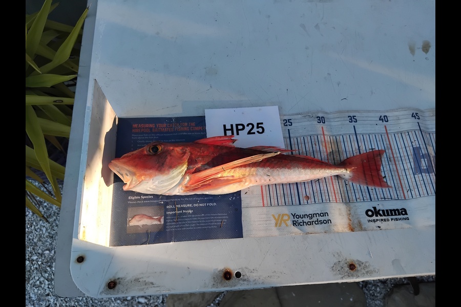 Mathew Ferris caught this 37.5cm Gurnard at Nelson/Marlborough during The Export NZ Fishing Competition