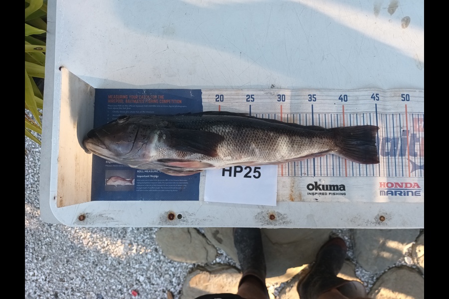 Jason Iorns caught this 44.5cm Blue Cod at Nelson/Marlborough during The Export NZ Fishing Competition