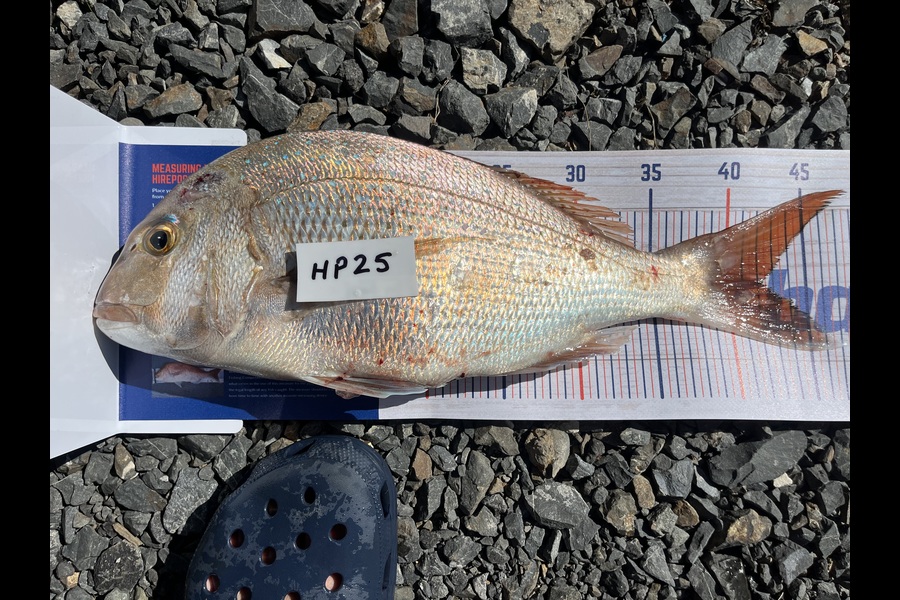 Craig Jenkins caught this 42cm Snapper at Auckland during The Export NZ Fishing Competition