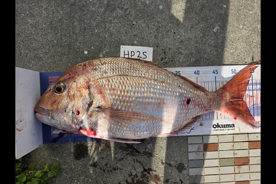 David  Douglas  caught this 52.0cm Snapper at Wellington during The Export NZ Fishing Competition