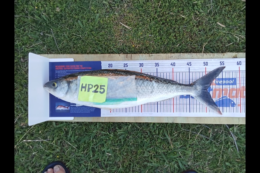 Allan Dyer caught this 50.0cm Kahawai at Hawkes Bay during The Export NZ Fishing Competition