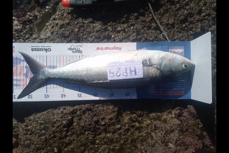 Kevan Gooch caught this 49.0cm Kahawai at Wellington during The Export NZ Fishing Competition