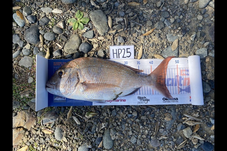 Joshua Hohaia caught this 45.0cm Snapper at Coromandel during The Export NZ Fishing Competition
