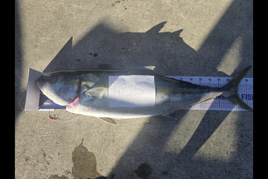 Daniel Maxwell caught this 102.5cm Kingfish at Wairarapa
 during The Export NZ Fishing Competition
