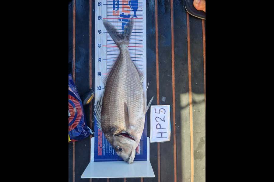 Scott Brenton caught this 44.5cm Tarakihi at Wellington during The Export NZ Fishing Competition