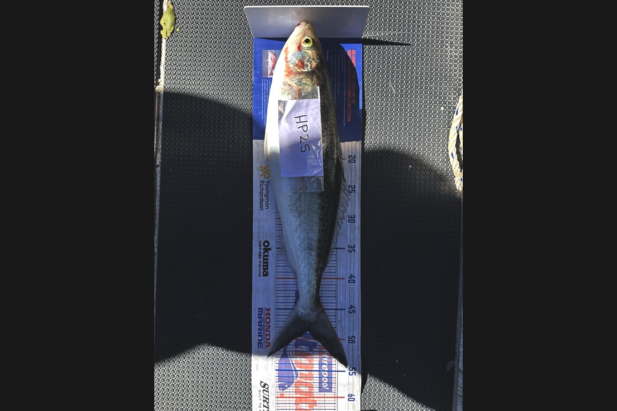 Braxton Kitching caught this 48.5cm Kahawai at Northland during The Export NZ Fishing Competition
