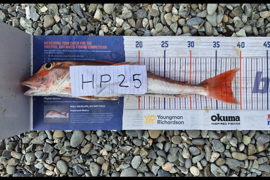 Joshua Gordon caught this 38.0cm Gurnard at West Coast during The Export NZ Fishing Competition
