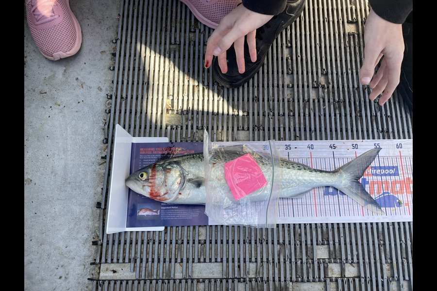 Joshua Christall caught this 49.5cm Kahawai at Wellington during The Export NZ Fishing Competition