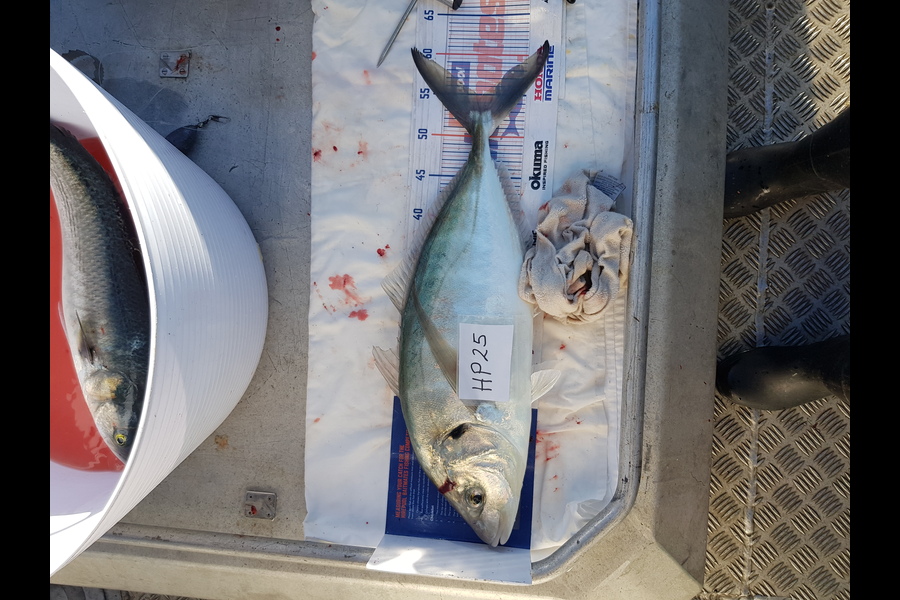 Carolyn Rose caught this 55.0cm Trevally at Nelson/Marlborough during The Export NZ Fishing Competition