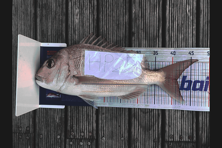 Josh Carran caught this 41cm Snapper at Auckland during The Export NZ Fishing Competition