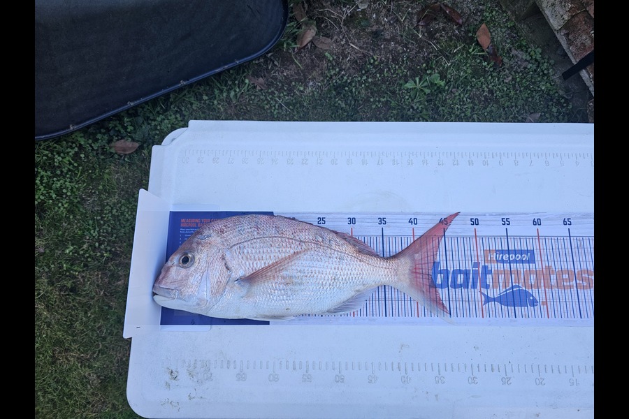 Ben Coutts Coutts caught this 42.0cm Snapper at Waikato during The Export NZ Fishing Competition