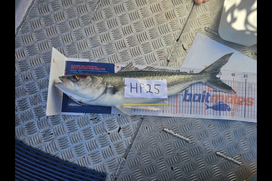 Ben Coutts Coutts caught this 53.5cm Kahawai at Waikato during The Export NZ Fishing Competition