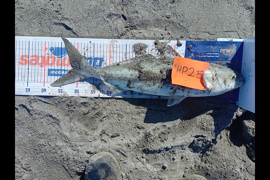 Isaac Graham caught this 51.5cm Kahawai at Manawatu during The Export NZ Fishing Competition