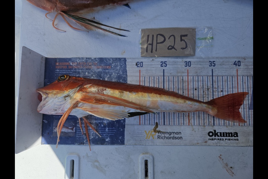 David Kovacs caught this 40.0cm Gurnard at Wellington during The Export NZ Fishing Competition