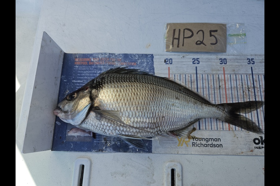 David Kovacs caught this 31.0cm Tarakihi at Wellington during The Export NZ Fishing Competition