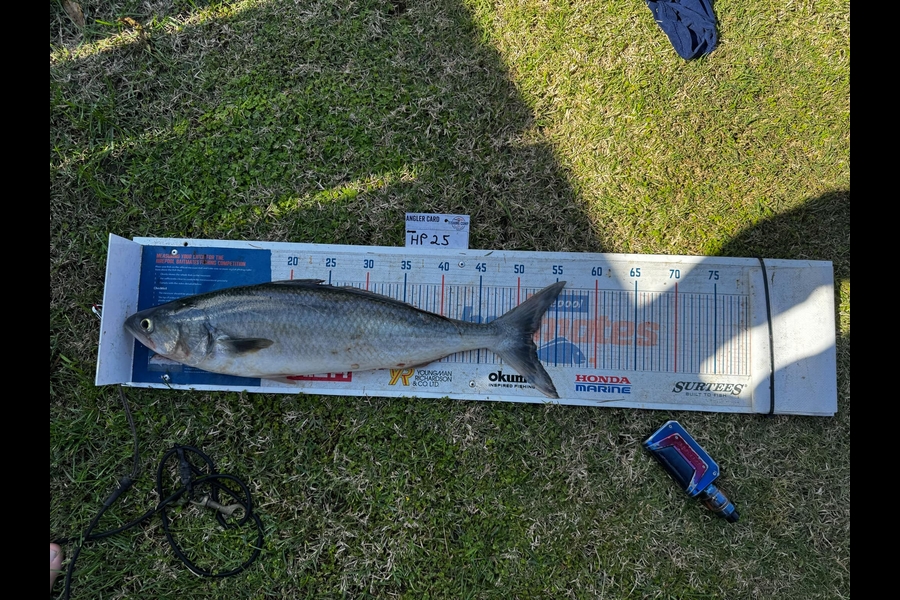 Peter Robb caught this 51.5cm Kahawai at Coromandel during The Export NZ Fishing Competition