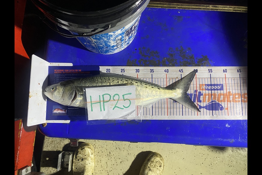 Lyndon Enright caught this 46.5cm Kahawai at Bay of Plenty during The Export NZ Fishing Competition