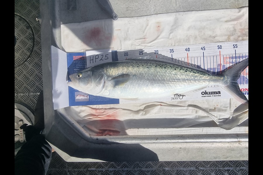 Phillip Rose caught this 54.5cm Kahawai at Nelson/Marlborough during The Export NZ Fishing Competition