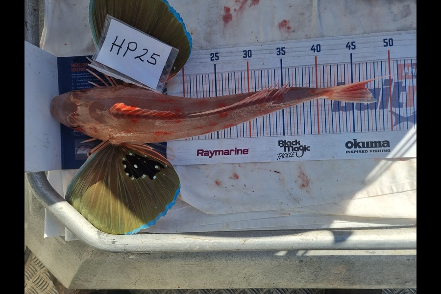 Phillip Rose caught this 46.5cm Gurnard at Nelson/Marlborough during The Export NZ Fishing Competition