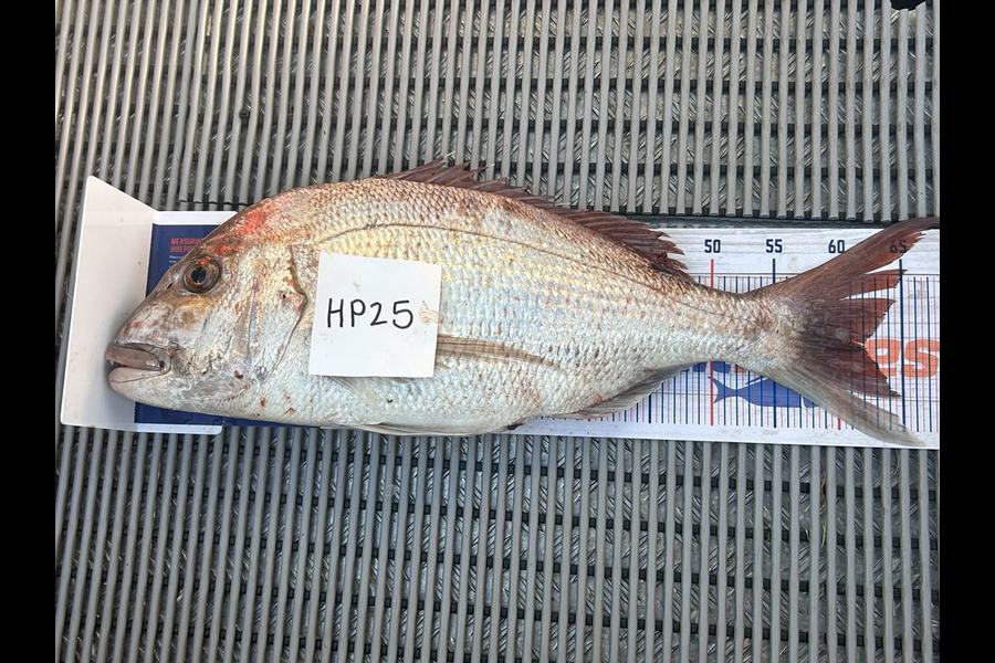 Shayelah Clark-Hobson caught this 62.0cm Snapper at Northland during The Export NZ Fishing Competition