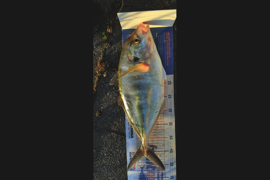 Mark Wickens caught this 46.5cm Trevally at Wellington during The Export NZ Fishing Competition