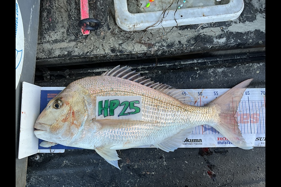 Stephen Heka caught this 60.0cm Snapper at Northland during The Export NZ Fishing Competition