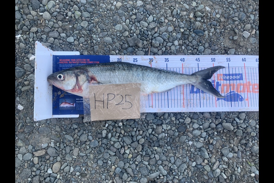Rosie Phillips caught this 47.5cm Kahawai at Northland during The Export NZ Fishing Competition