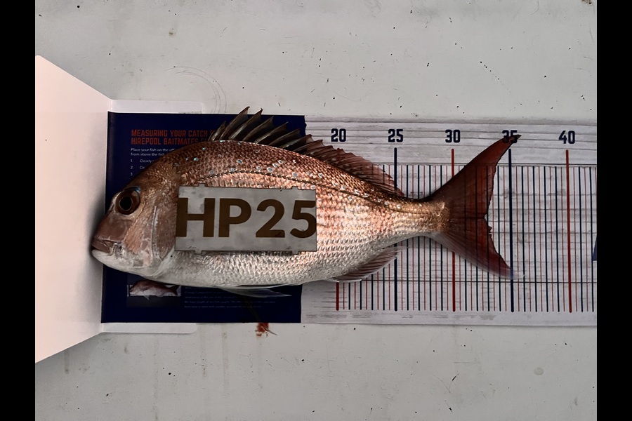 Steven Scapens caught this 32.5cm Snapper at Bay of Plenty during The Export NZ Fishing Competition