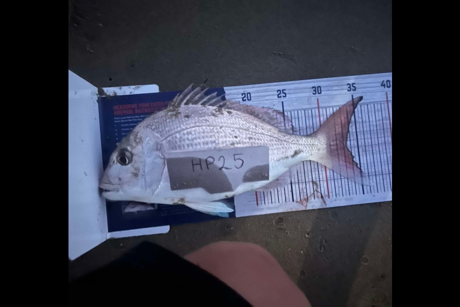 Michelle Hume caught this 33.5cm Snapper at Northland during The Export NZ Fishing Competition