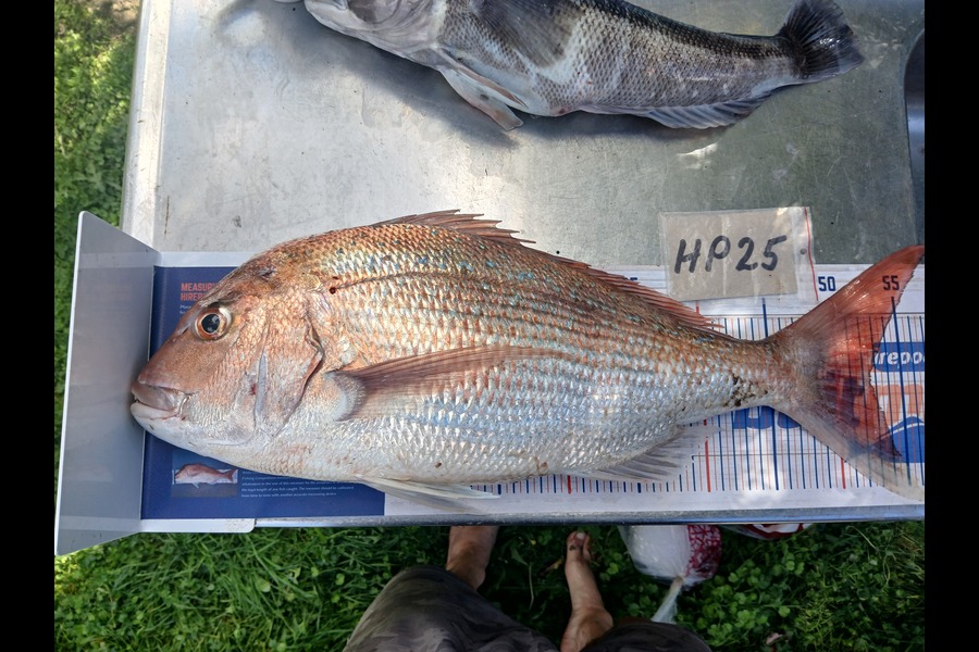 Timothy Beale caught this 52.5cm Snapper at Wairarapa
 during The Export NZ Fishing Competition