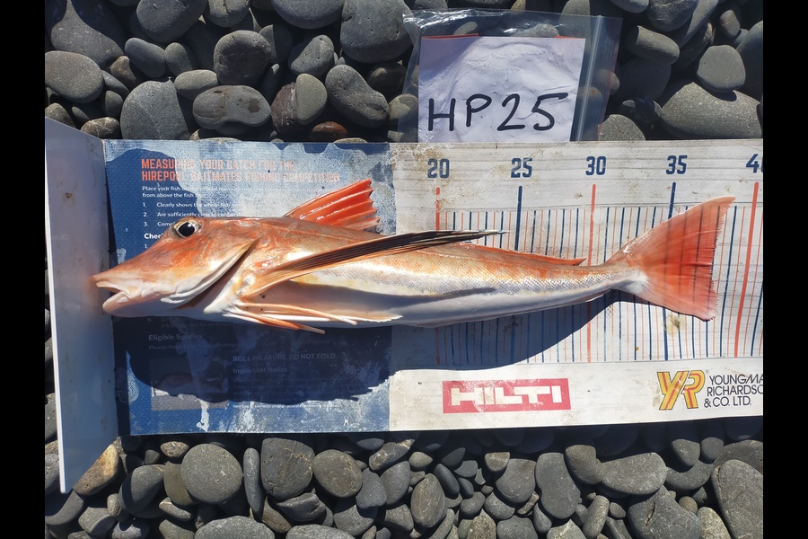 Laurence Knighton caught this 38cm Gurnard at Canterbury during The Export NZ Fishing Competition