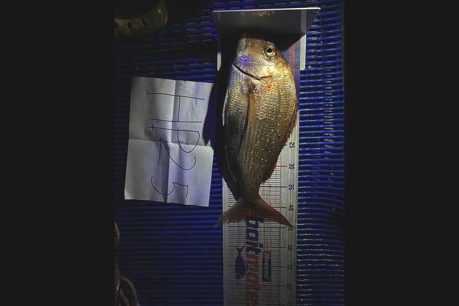 Elvincent Castaneda caught this 43.5cm Snapper at Bay of Plenty during The Export NZ Fishing Competition
