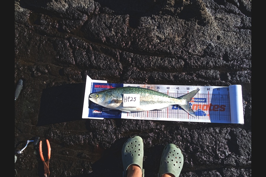Bodhi Bishop Saunders caught this 50.0cm Kahawai at Coromandel during The Export NZ Fishing Competition
