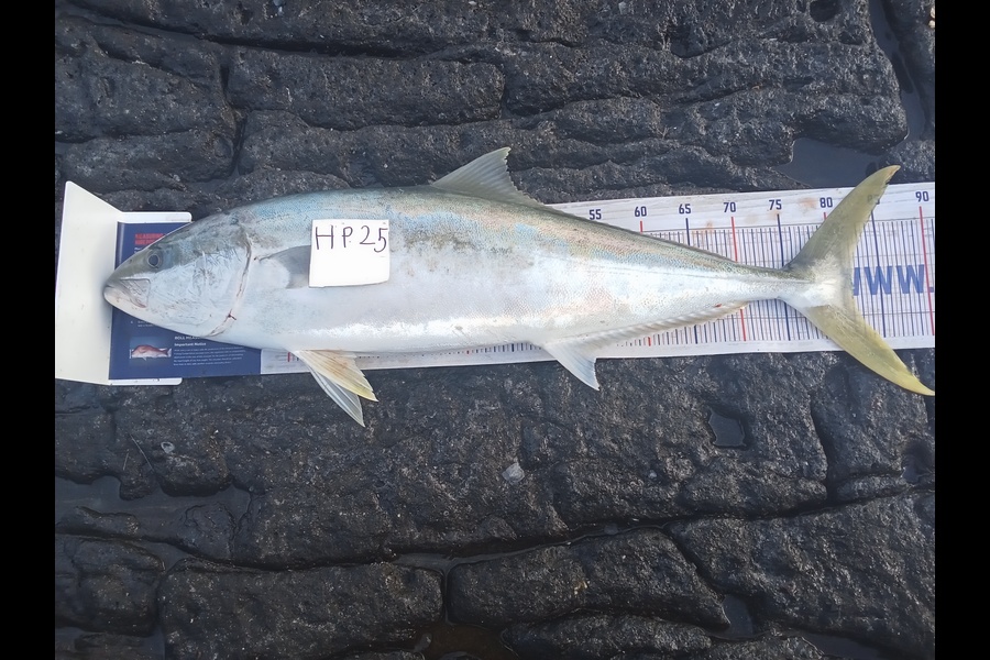 Phill Saunders caught this 82.0cm Kingfish at Coromandel during The Export NZ Fishing Competition