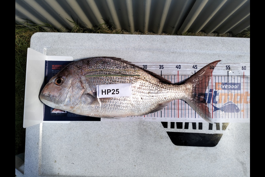 Jacynda Russell caught this 48.0cm Snapper at Hawkes Bay during The Export NZ Fishing Competition