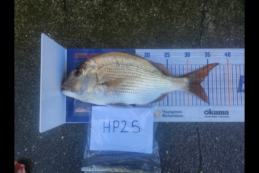 Cory Piggales caught this 33.0cm Snapper at Auckland during The Export NZ Fishing Competition