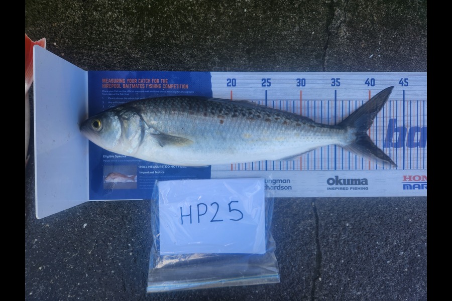 Cory Piggales caught this 39.5cm Kahawai at Auckland during The Export NZ Fishing Competition