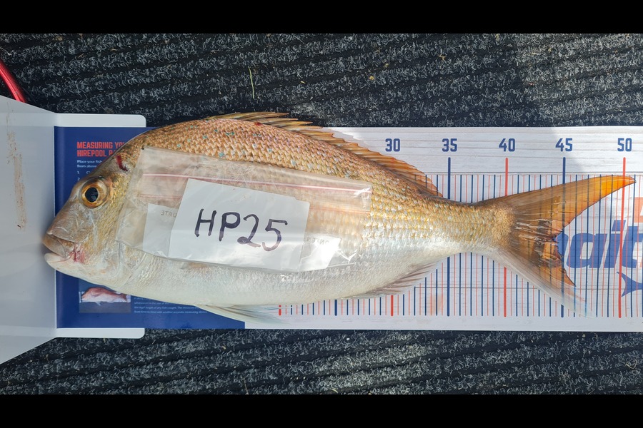 Brian Snooks caught this 44.0cm Snapper at Northland during The Export NZ Fishing Competition