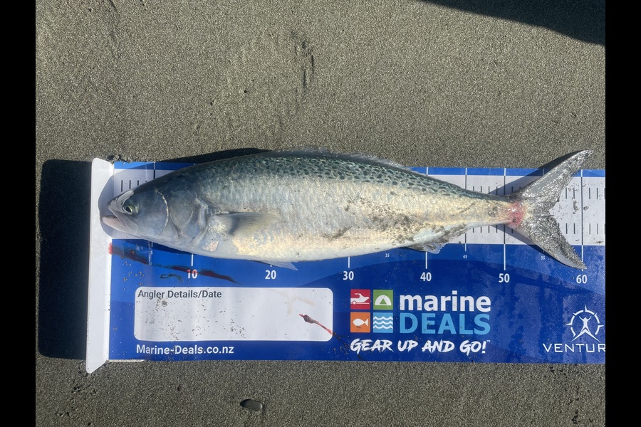 Angela Hohenberger caught this 55.5cm Kahawai at Canterbury during The Export NZ Fishing Competition