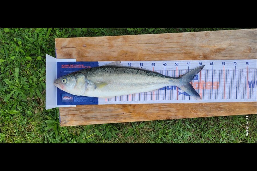 Ricky  Blanken caught this 55.0cm Kahawai at Northland during The Export NZ Fishing Competition