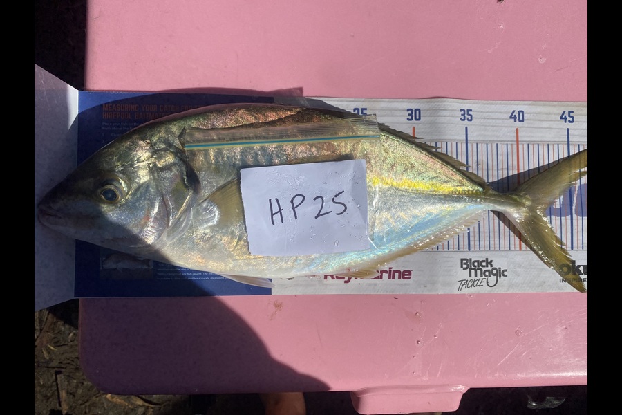 Raewyn Flay caught this 42.0cm Trevally at Northland during The Export NZ Fishing Competition