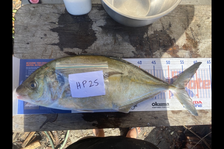 Tony Flay caught this 55.0cm Trevally at Northland during The Export NZ Fishing Competition