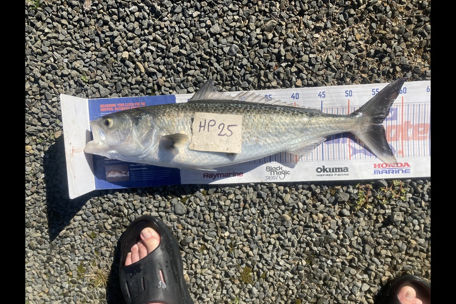 David Monagan caught this 56.0cm Kahawai at Hawkes Bay during The Export NZ Fishing Competition