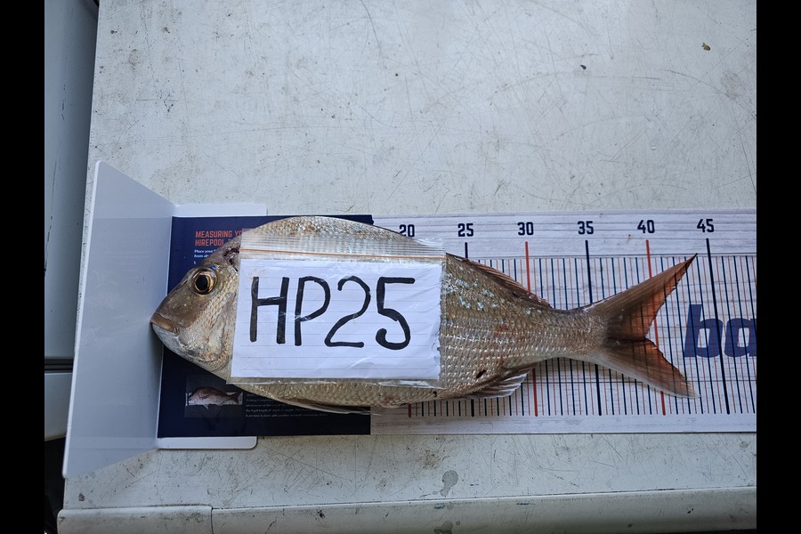 Paula Henderson caught this 39.0cm Snapper at Bay of Plenty during The Export NZ Fishing Competition