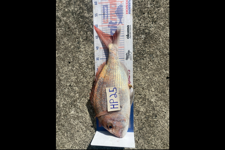 Andrew Russell caught this 45.0cm Snapper at Manawatu during The Export NZ Fishing Competition