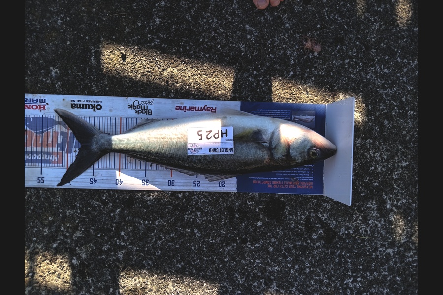 Cooper Rosson caught this 47.5cm Kahawai at Wellington during The Export NZ Fishing Competition