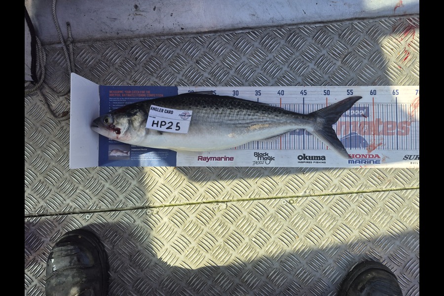 Cameron Rosson caught this 51.0cm Kahawai at Wellington during The Export NZ Fishing Competition